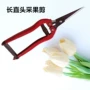 修枝尖头加长火龙果稀果剪