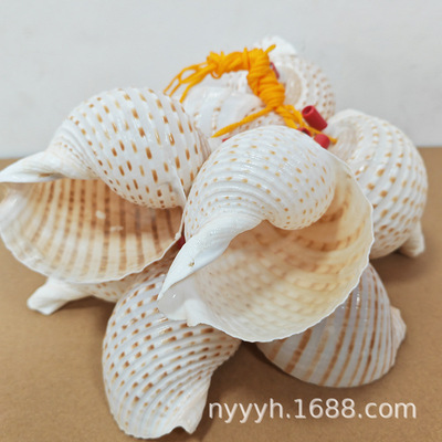 地摊海螺工艺品 自然海洋壳口哨海螺 特色儿童玩具 批发地摊文体|ru