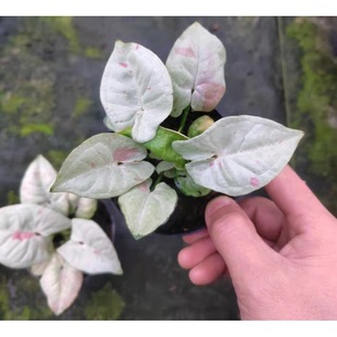 ����ֱ�Nţ�̺Ϲ�����~��W�tϡ���^�~����Gֲ����