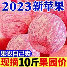 【2023新果】冰糖心苹果水果新鲜批发应季水果孕妇脆甜苹果红富士