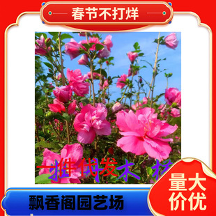 һ�����lľ�Ȼ����煲���ذ�ľ�Ș�ͥԺ�����ͺ��G���L������Сľ