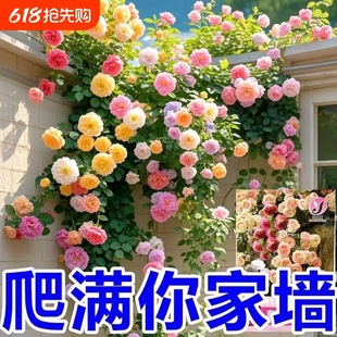 �S��õ�ѻ��N�Ӽt��õ����õ���̾����S��ݮ��Ƥ�Nޱõ�廨�N��