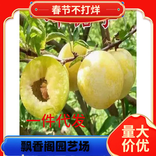 �������Ә���޽��ش�Ó�����ͥԺ�N�S���������A�������Ә���