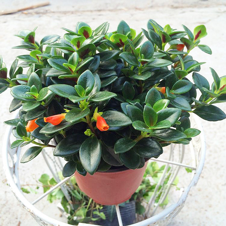 금붕어 가마 (스레드 분지) + 영양 용액