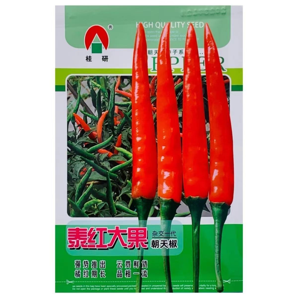 正品泰红大果朝天椒种子云贵川两广热销品种大果朝天椒指天椒种子