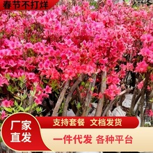 双季映山红树苗当年开花毛杜鹃花南方北方种植映山红苗四季开花