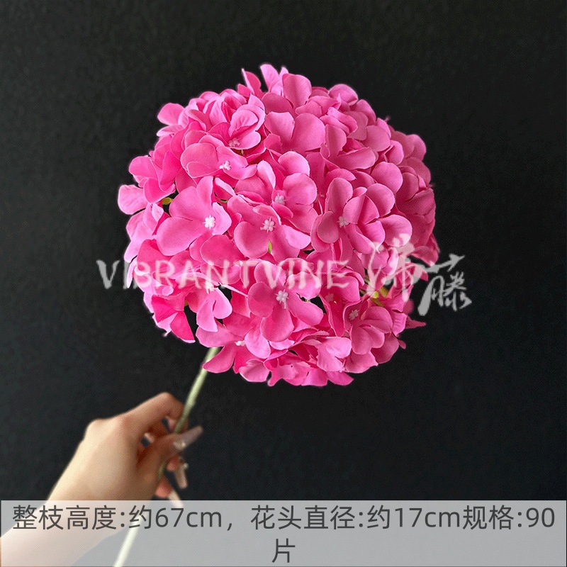 Rose pink garden hydrangea