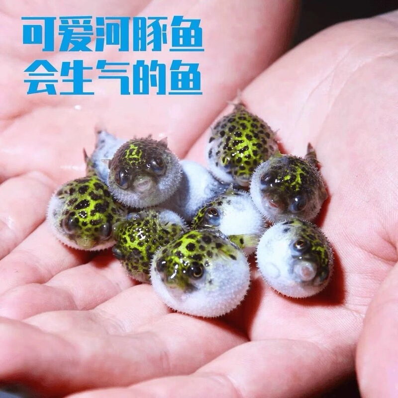Cute and Adorable Goldfish, Hardy Fish, Bellyfish, Tropical Fish, Cute and Angry Pufferfish, Freshwater Small Cuties Cute and Adorable Goldfish, Hardy Fish, Bellyfish, Tropical Fish, Cute and Angry Pufferfish, Freshwater Small Cuties