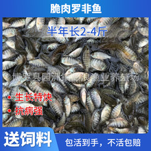 脆肉罗非鱼苗 大品种脆肉罗非鱼苗 全雄福寿鱼苗 淡水养殖 非洲鲫