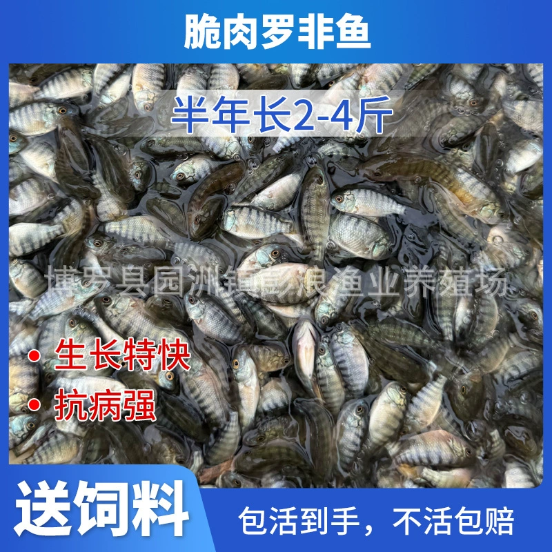 Хрустящая тилапия, большой ассортимент хрустящей тилапии, долговечная мужская тилапия, пресноводная аквакультура, африканский карась.