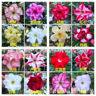 ɳĮõ��N�ӻ�����Ի��ܷN���׷N���҃��̨�����b�10����