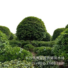 批发桂花苗 湖南3-4公分桂花树 花香浓郁 树形饱满 规格齐