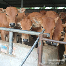 改良鲁西黄牛 湖南肉牛养殖场 小牛犊批发 现在牛的市场