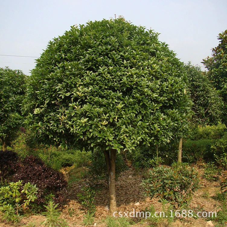 Основа османтуса 10-12 см, дерево османтуса, рассада семян османтуса 1m --- 1.5m шт., доставка включена