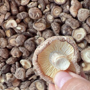 �㹽�� �ؔ�������l�㹽���ľС�㹽�خa�����Ģ��