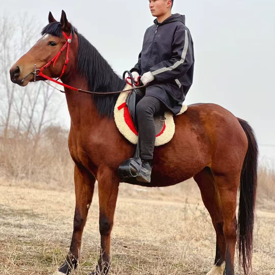 Катание на лошадях на лошадях на лошадях