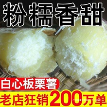 白心板栗红薯新鲜沙地农家红皮番薯老品种白瓤地瓜粉面甜山芋批发