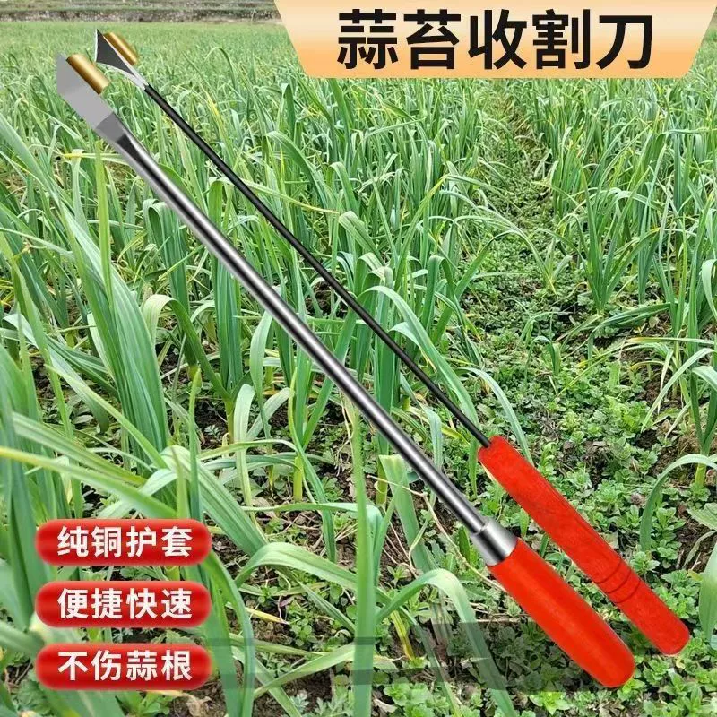 Чесночный мох и чесночный мох.