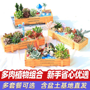Succulent Plant Pots Wholesale, Easy to Grow Succulent Plants, Cute Indoor Stylish, Creative DIY Succulent Combination with Pots