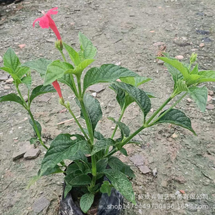 Dahualuli 2.5kg Bags of Ornamental Plants, Ground Cover Seedlings, Flower Bed Flower Mirrors, Green Plants, Beautiful and Durable