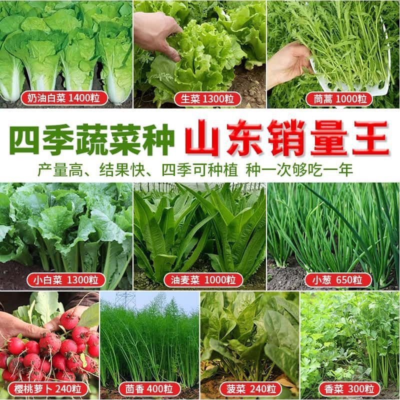 10种小白菜香菜小葱奶油快菜茴香生菜油麦菜茼蒿萝卜菠菜蔬菜种子