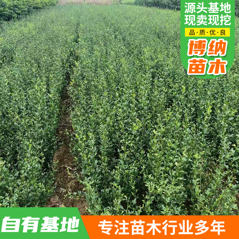 枸橘树苗 水果种子种苗 嫁接金桔用苗 粗度0.4以上批发