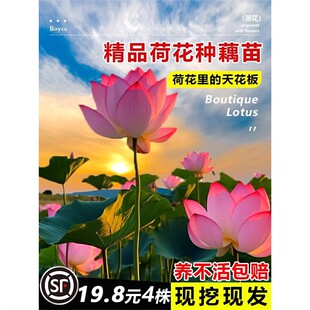 ^pɻźNˮBʳɏɏ˯ɏܷNˮֲ