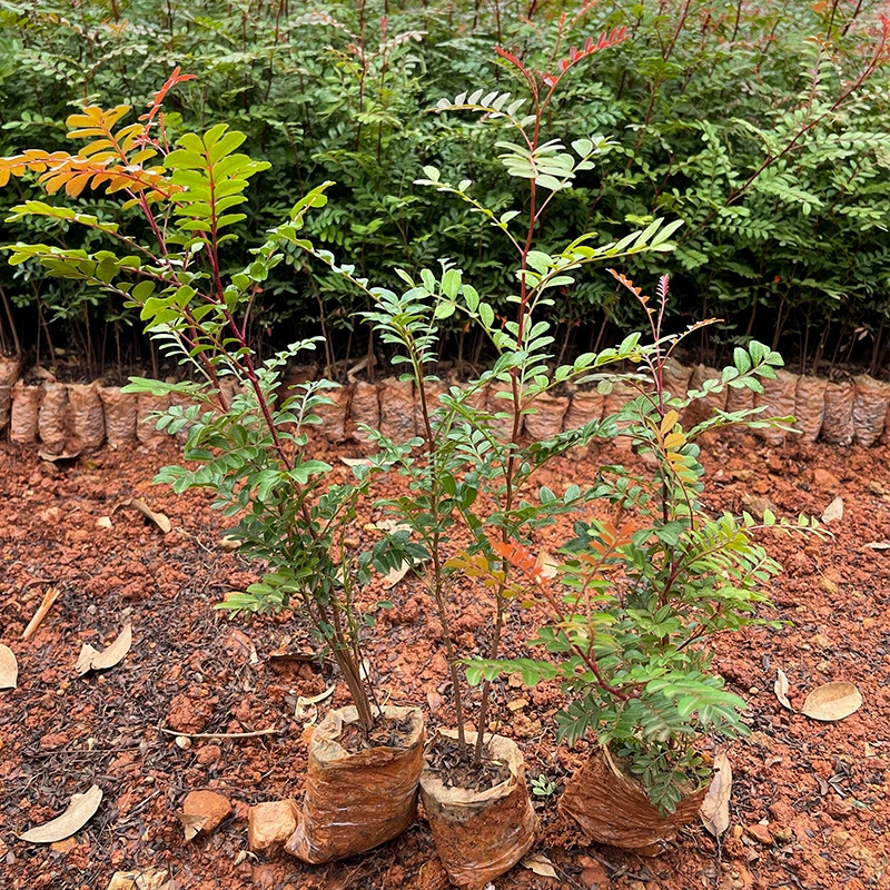 Юньнань красный бутон ароматные древесные саженцы средство от комаров в горшках бонсай Зеленые саженцы растений перец древесины оптом поколение волос