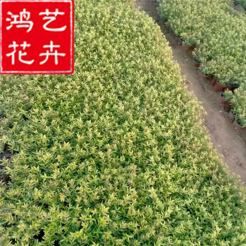 Оптовая продажа многолетних цветов Xiangcaique для покрытия грунта, газонов и зеленых крыш