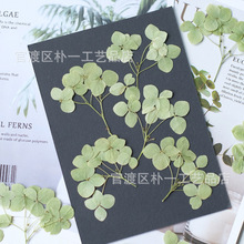 绿色带枝绣球花干花押花画想看手工材料云南压花厂家批发直销外贸