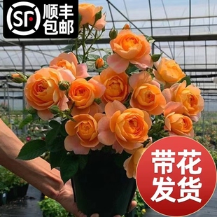 Rose Flower Seedlings Extra Large Flower Juice Balcony Potted Rose Rose Indoor Courtyard Florals Four-Season Flowering Plants