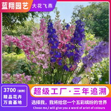 批发飞燕草种子阳台盆栽鸽子花种子花海花镜花籽翠雀观赏花卉种子