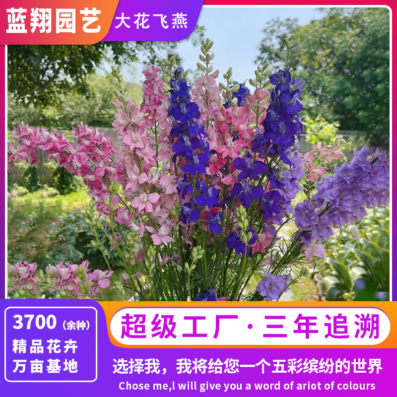 批发飞燕草种子阳台盆栽鸽子花种子花海花镜花籽翠雀观赏花卉种子
