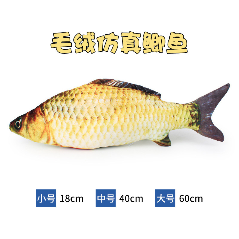 Carassius auratus (비 전기)