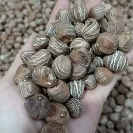 乔木;种子;园林果树