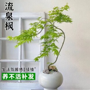�S����Ȫ�������҃ȾGֲ�����辰�U��ֲ�����P���͕�����������ʽ