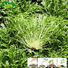 �S�Ŀ��ķN�� �r��ˈ@���ļ����������۴��п�ζ�����߲���