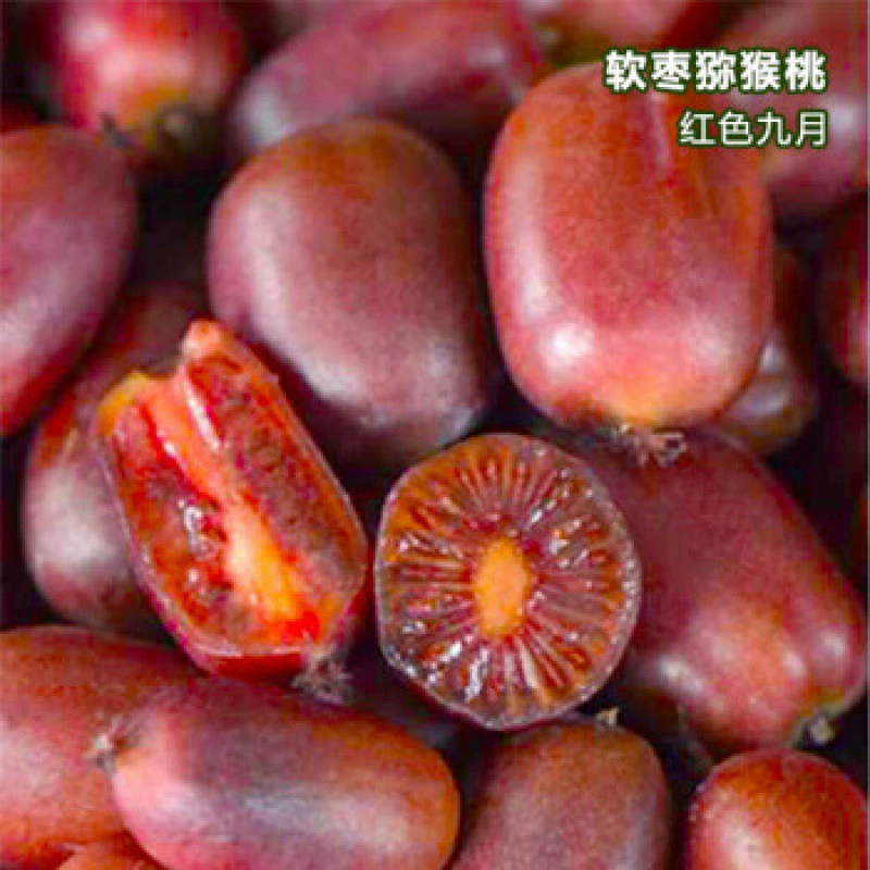 Саженцы Actinidia arguta в горшках самоопыление цветочными бутонами и почвенным годом приводит к посадке на юге и севере ягод киви