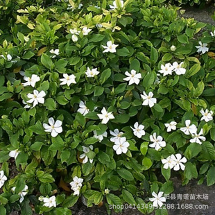 ���ش������l���~�d��С�~�d��ë���С��ɫ�K�d�ӻ��ɻ��ʸ�