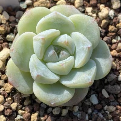 (왕자복지, 1인당 10개 한정) 얼음옥 관리 3~4cm (플라스틱 화분 배송 가능)