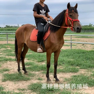骑乘用马 小马厂家售 马活体 蒙古马活马 半血马 阿拉伯马 景区马