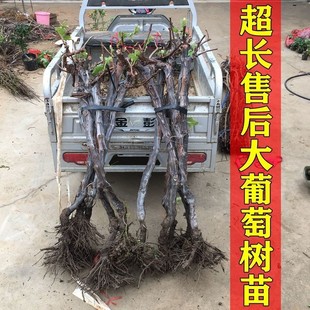 20-Year-Old Elevated Large Grape Saplings Sunshine Rose Seedlings American Sapphire Seedlings Grafted Large Grape Saplings Fruit Saplings