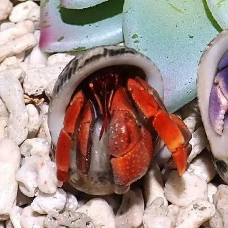 Детские ленивые питомцы Land hermit crabs — наземные ручные крабы, живые пресноводные ягоды, короткий хвост, серо-белые тёмно-фиолетовые декоративные крабы