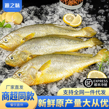 速冻大黄花鱼新鲜冷冻大黄鱼三去深海大黄鱼生鲜鱼类海鲜水产批发