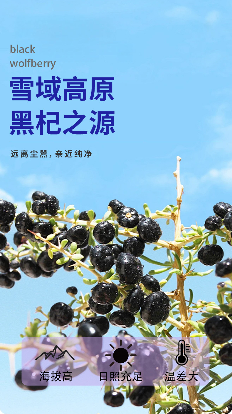Dried Black Goji Berries Hei Gou Qi Zi Bulk 500g Qinghai Sun Dried Wolfberry Fruit key features