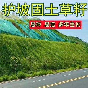 Slope Protection Grass Seed Slope Protection Flowers and Plants Slope Protection Shrub Mountain Green Barrard Vegetation 50kg Pack 100kg Pack Lawn Seed