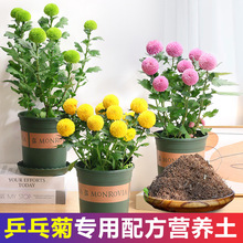 菊花专用肥料 菊花专用肥料品牌 图片 价格 菊花专用肥料批发 阿里巴巴