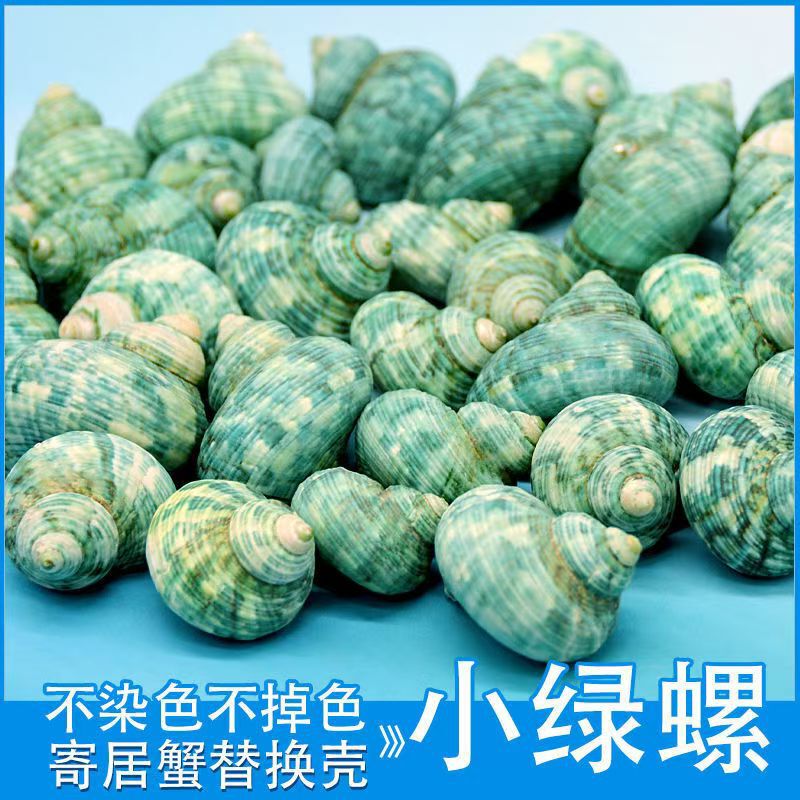 Green Conch, Green Crayfish, Natural Shell, Conch, Fish Tank Landscaping Decoration, Hermit Crab Replacement Shell DIY Material