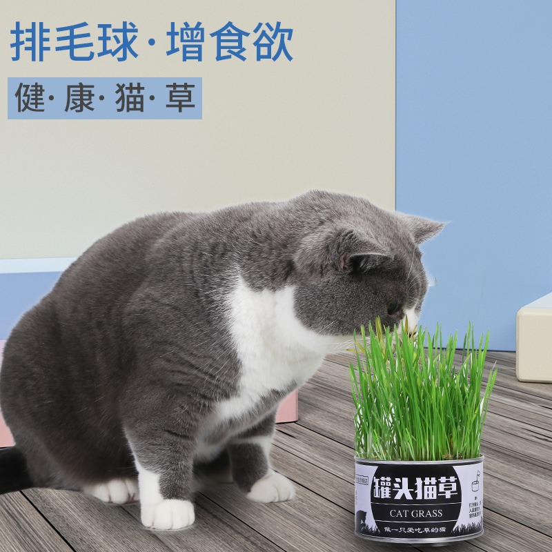 plantas de hierba de gato enlatadas en maceta perezosa hierba de gato enlatada trigo gatos jóvenes bulbos de lana de plantación de suministros para gatos