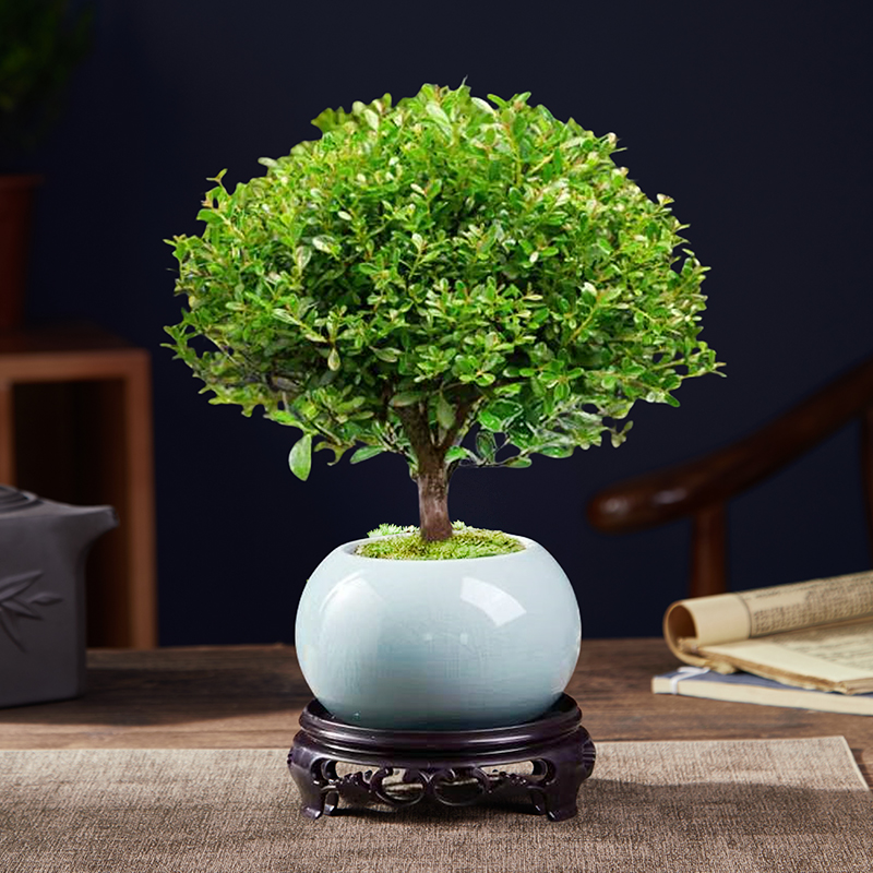 뜨거운 판매 30,000개 이상의 A급 고품질 작은 잎 Phoebe + 얼음 유약 하늘색 냄비 + 둥근 바닥 지지대 + 이끼 + 비료